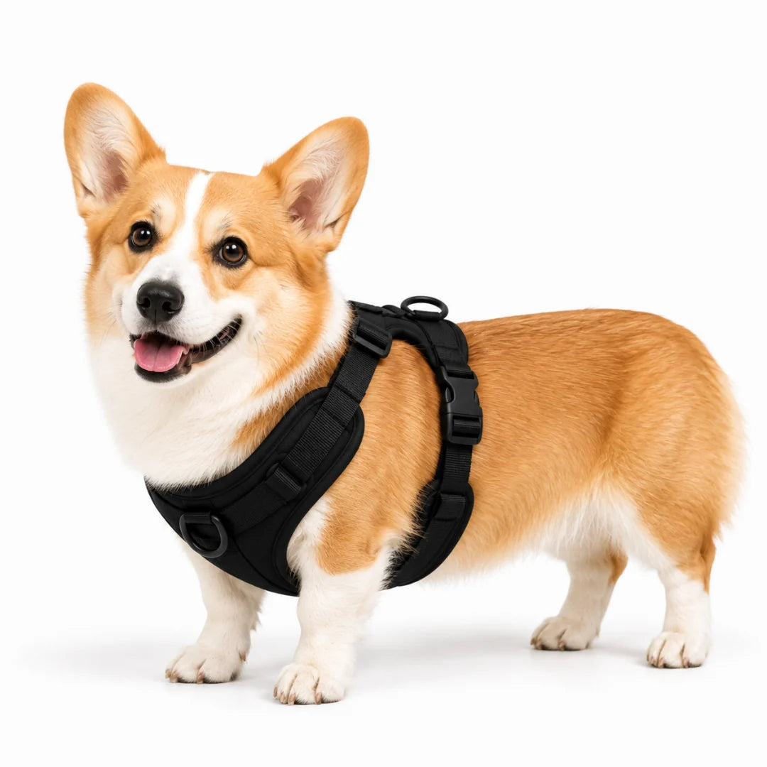 Harnais pour Corgi