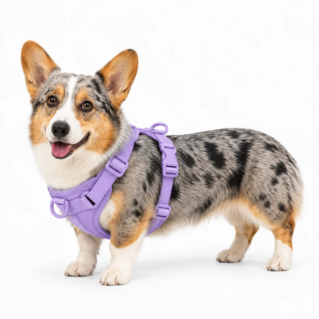 Harnais pour Corgi